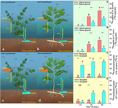 The Above-Ground Part of Submerged Macrophytes Plays an Important Role in Ammonium Utilization